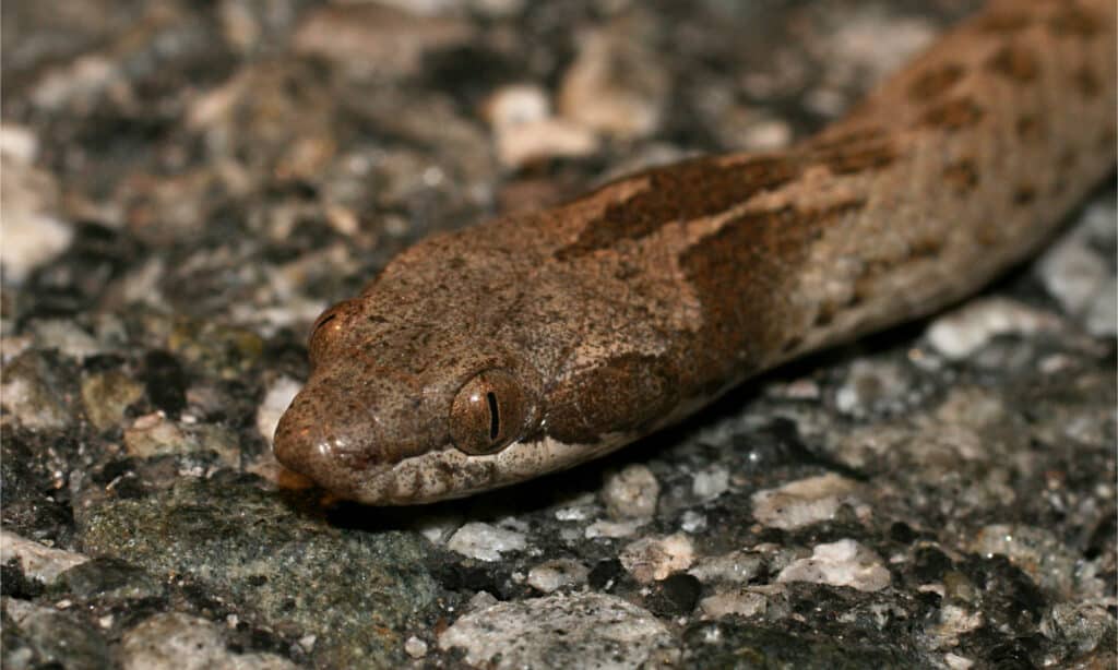 Head shot of a night snake