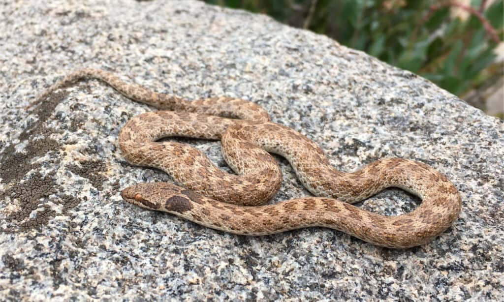 15 Snakes In Oregon - A-Z Animals