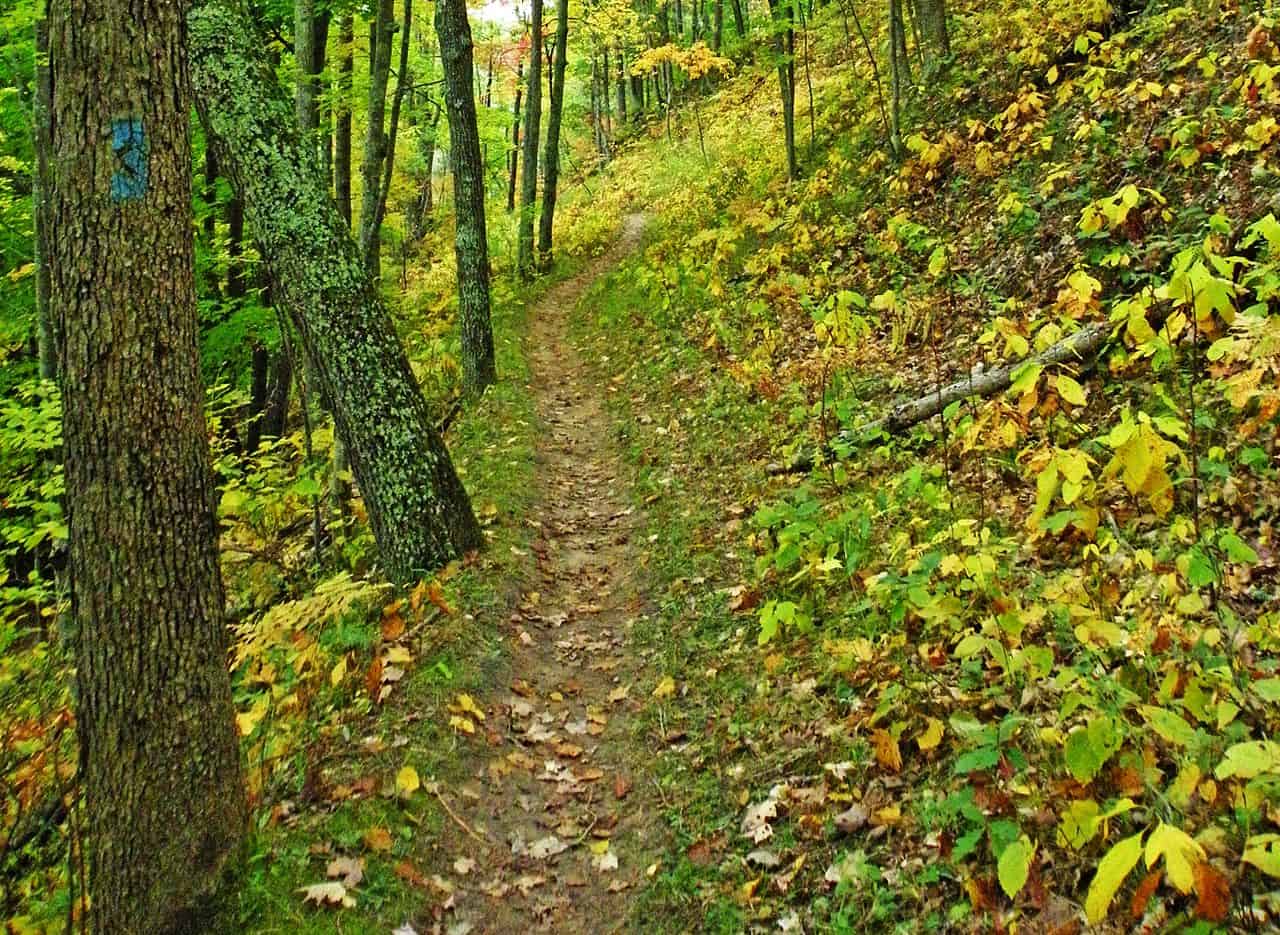 Северный троп. North Country Trail. Северная тропа. Лес Манисти. Trail cam Forest.