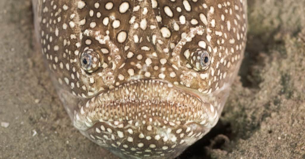 A Northern Stargazer fish stares up from the ocean floor