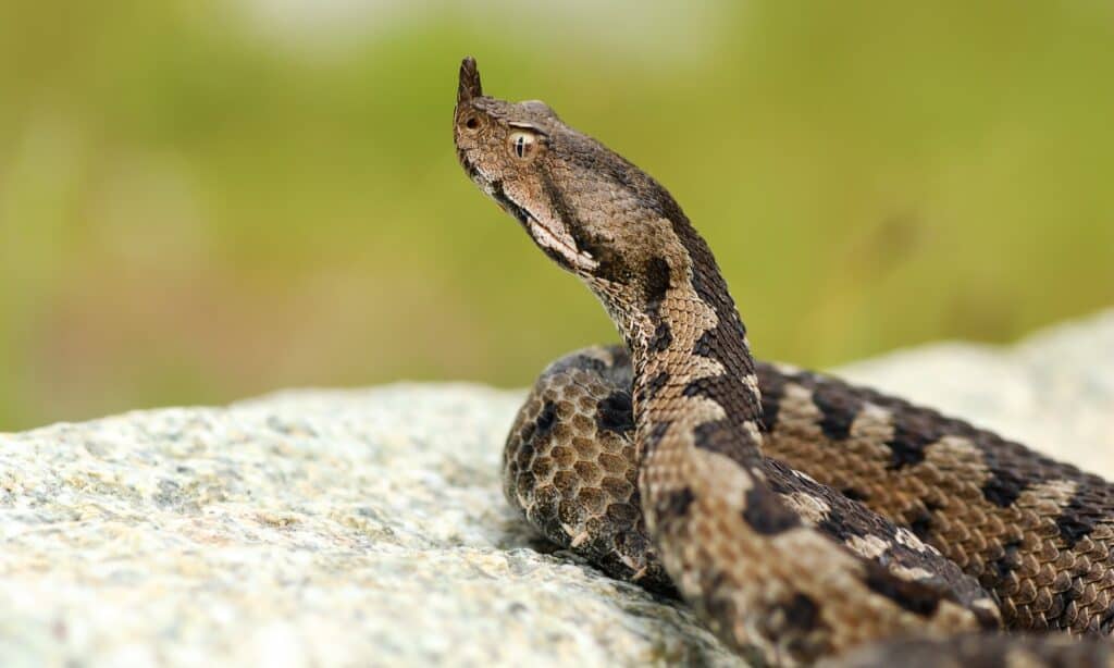Une vipère à cornes de nez mâle agressive sur un rocher ( Vipera ammodytes ).  Les mâles ont un fond d'écailles grises ou brunes avec un motif de zigzags brun foncé ou noirs sur le dos.