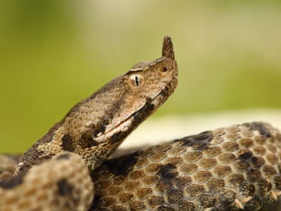 A Nose-horned viper