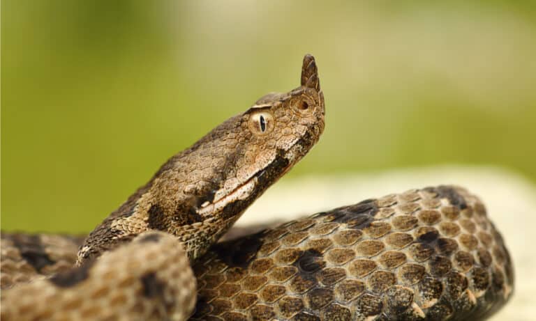 A close-up of female nosed-horned viper. The most noticeable thing about this snake is the fleshy horn atop its snout.
