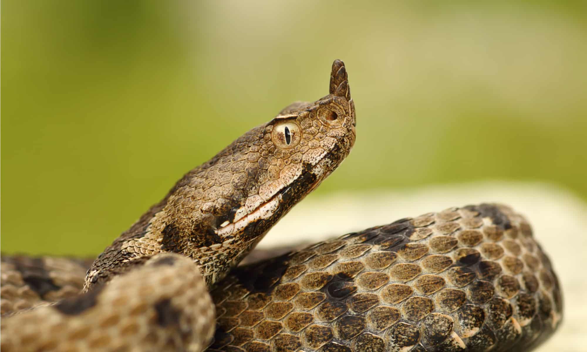 Nose-horned viper Pictures - AZ Animals