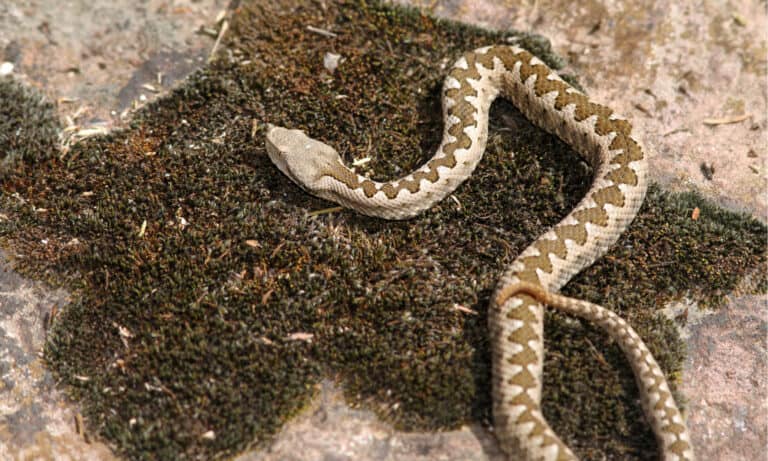 A juvenile Nose-Horned Viper (Vipera ammodytes ) basking on a stone covered with moss. Nose-Horned Vipers give live birth to a litter of one to 20 snakelets.