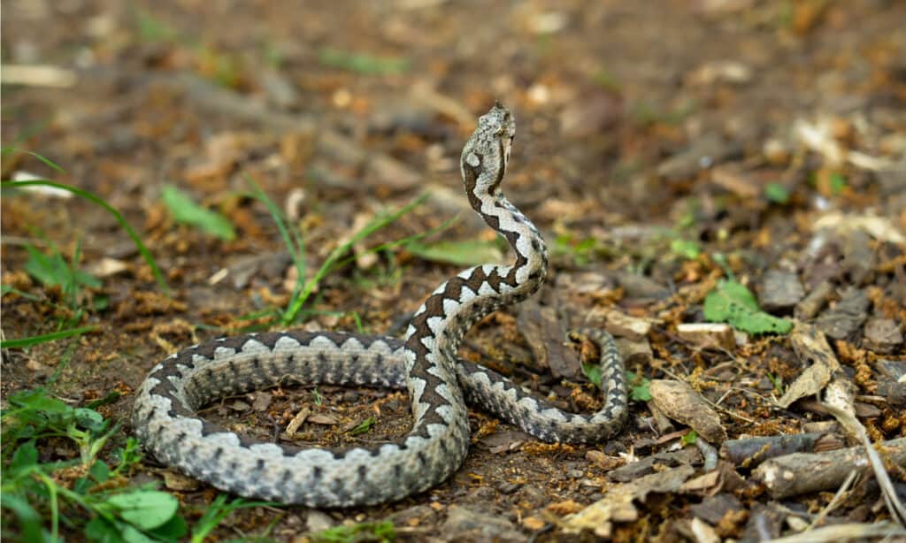 The size of the nose-horned viper ranges from two feet to a little over three feet in length.