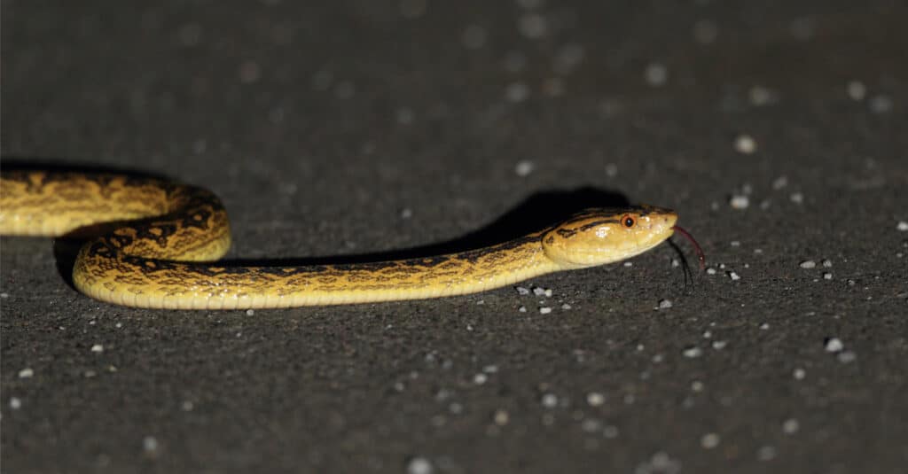 A Habu Snake hunting at night