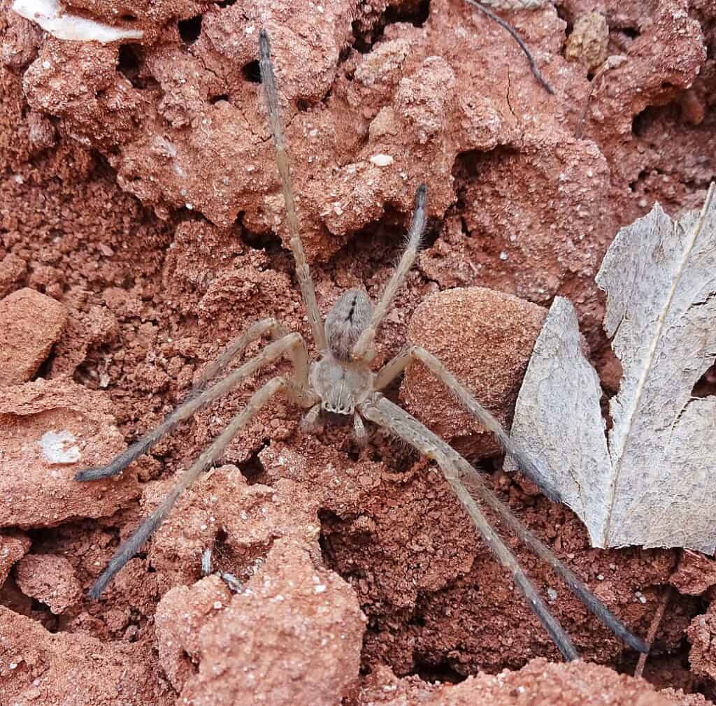 One of the largest spiders in California is the giant crab spider