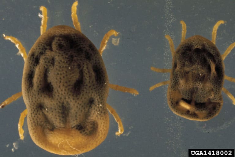 Spinose Ear Tick (Otobius megnini)