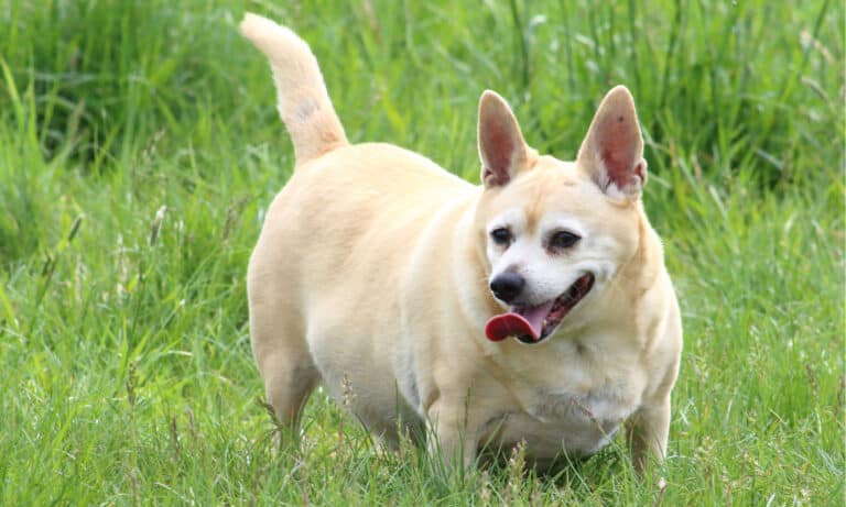 why do dogs throw up