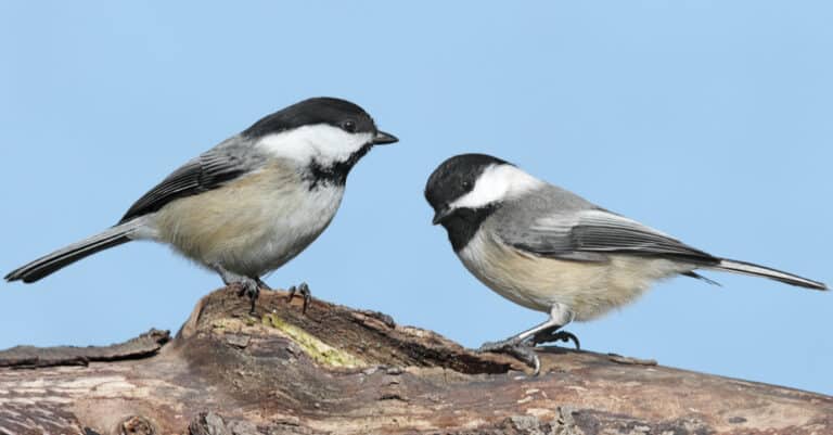 A pair of Black-Capped Chickadees sit on a log in front of a clear blue sky