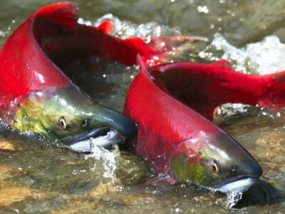 Sockeye Salmon Picture
