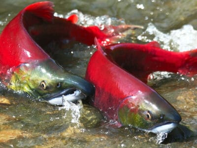 A Sockeye Salmon