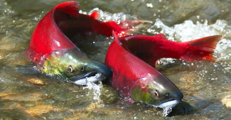 A pair of bright-red sockeye salmon