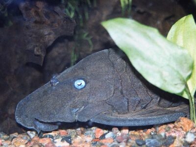 A Blue Eyed Pleco