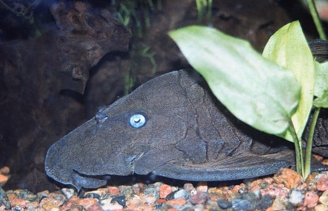 Head shot of a blue-eyed pleco on the bottom of an aquarium