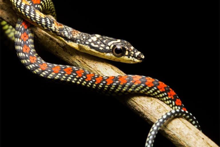 A Paradise Flying Snake displays its beautiful pattern