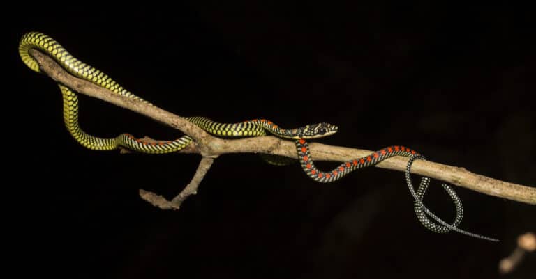 A Paradise Flying Tree Snake on a branch