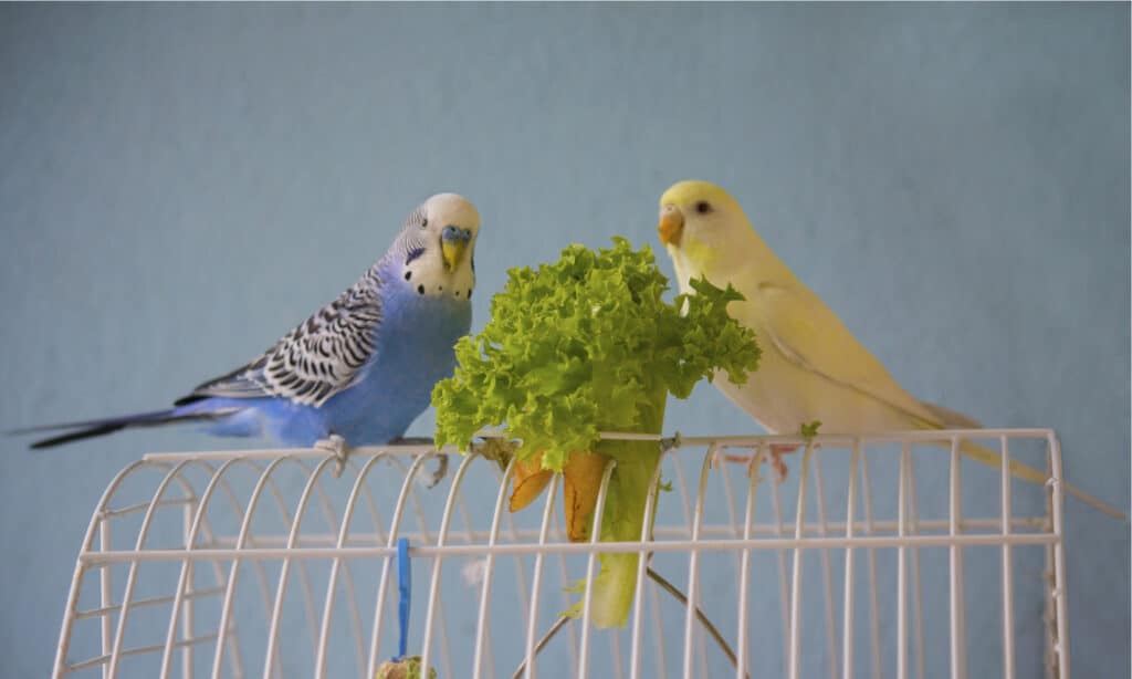 Parakeet eating