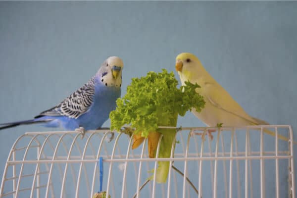 Parakeets need a variety of food. Add some fresh vegetables and fruit to their diet for variety.