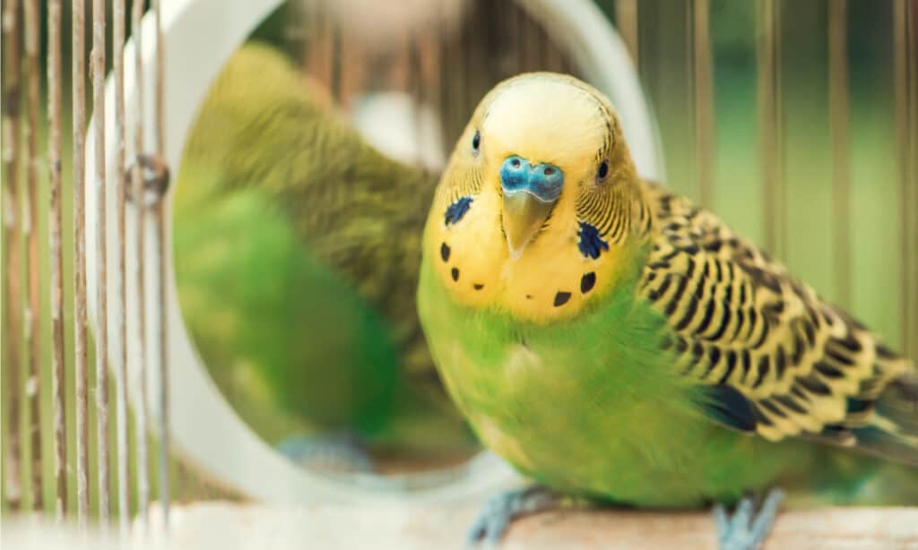 Parakeet in cage