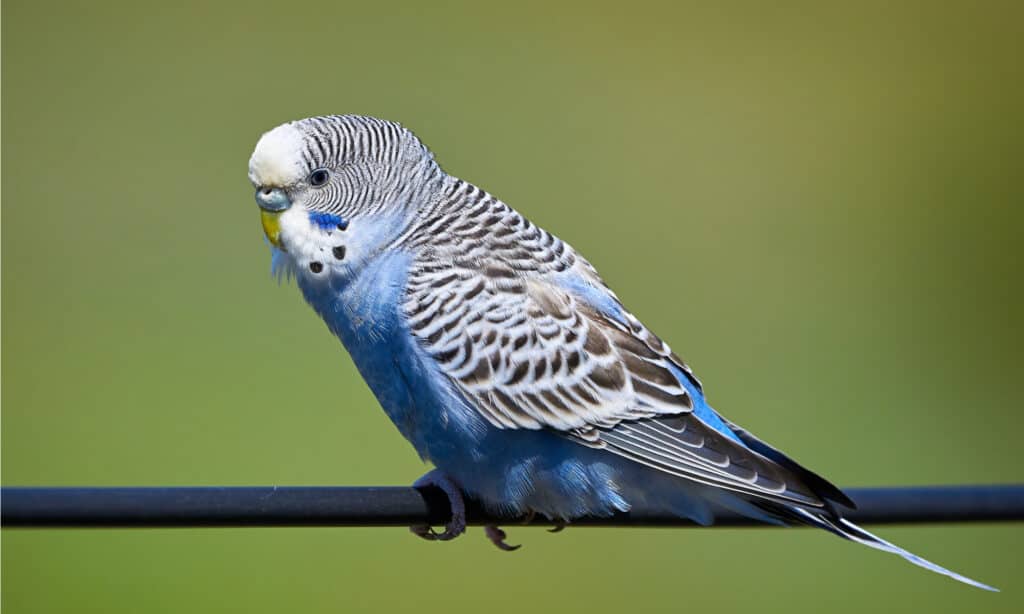 budgie canary