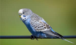 Parakeets: Pet Owner Guide, What To Know Picture
