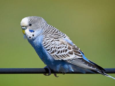A 10 Incredible Parakeet Facts
