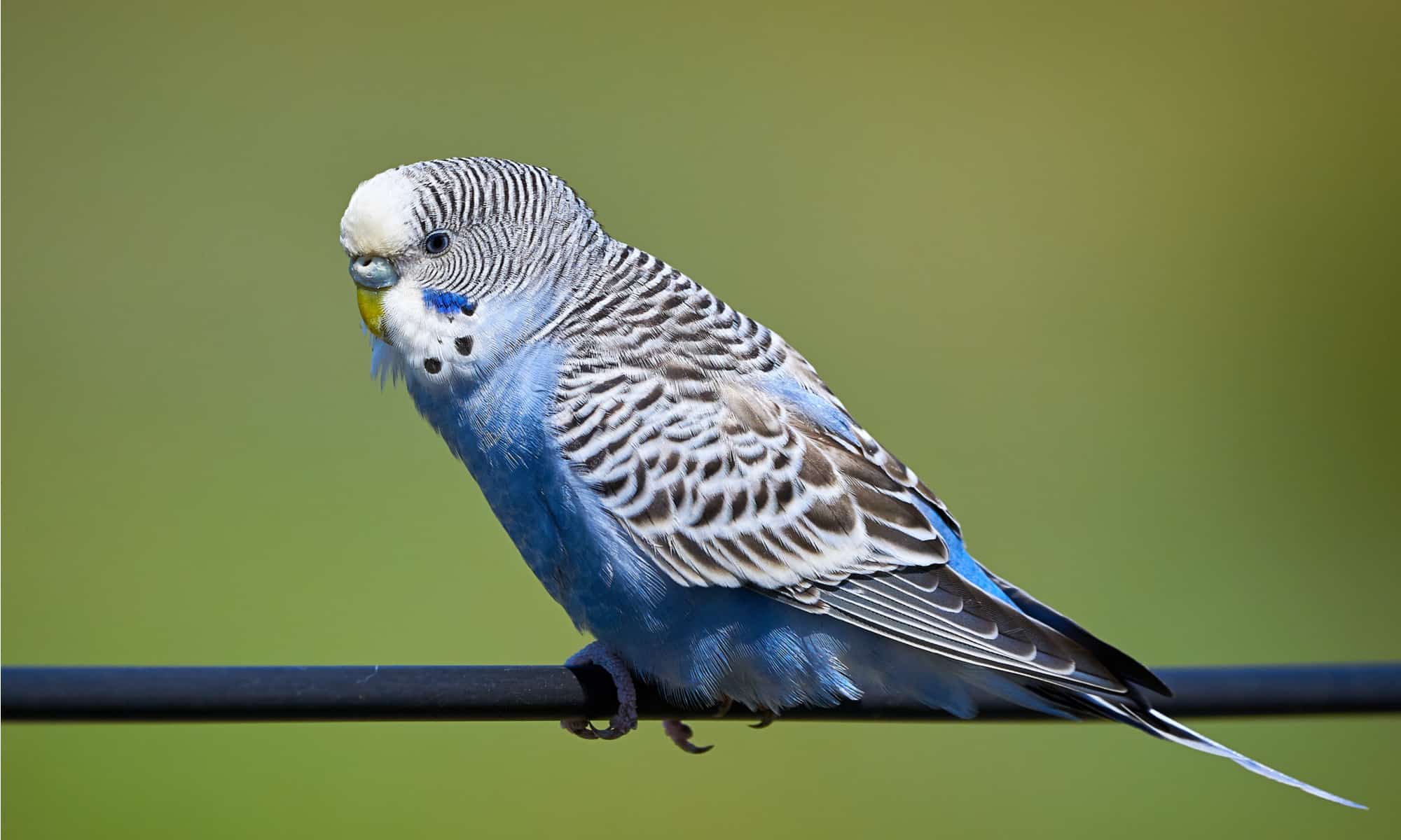 10 Incredible Parakeet Facts - AZ Animals