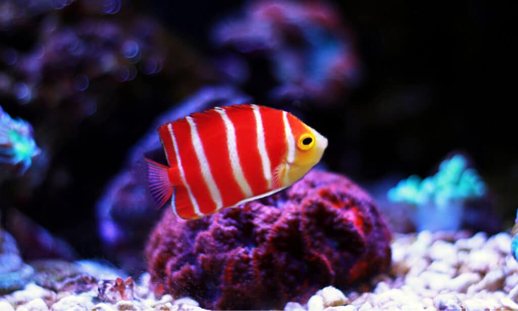Màu sắc độc đáo của Peppermint Angelfish khiến nó trông giống như loại kẹo mà nó được đặt tên.