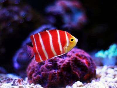 A Peppermint Angelfish