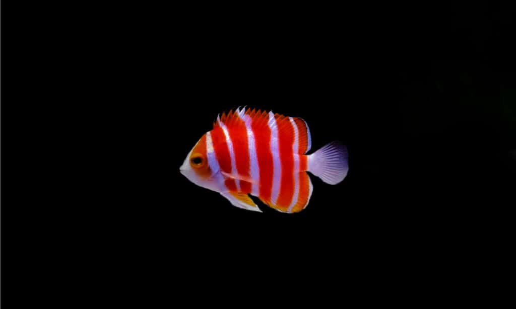 Peppermint Angelfish has five alternating vertical bright orange and white stripes along the entire body that resemble a peppermint candy.