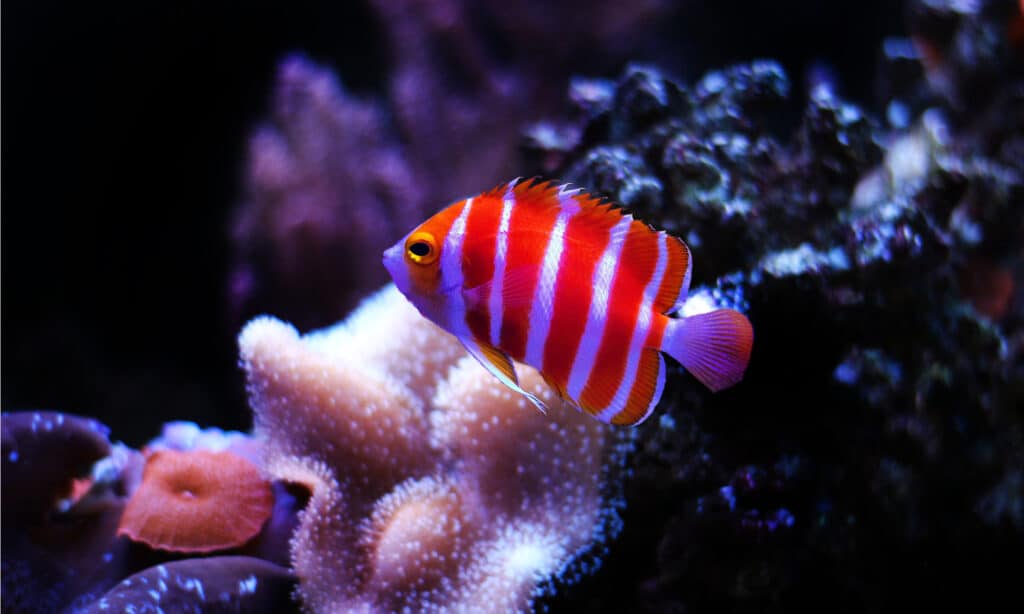 Peppermint Angelfish will hide from predators around the caves and coral reefs near the bottom of the ocean.