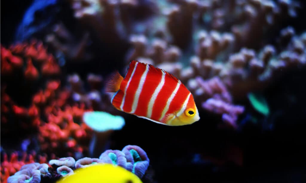 The front of the body of the Peppermint Angelfish is curved into a snout, whereas the back fins are square-shaped.