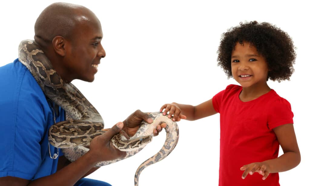 8 Small and Easy Pet Snakes for Beginners - PetHelpful