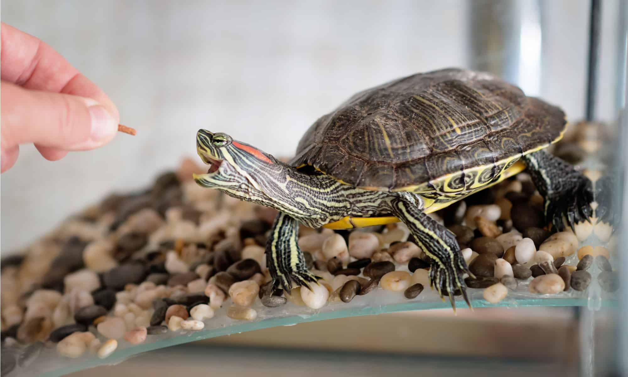 25 Homemade Turtle Tank Ideas You Will Love - A-Z Animals