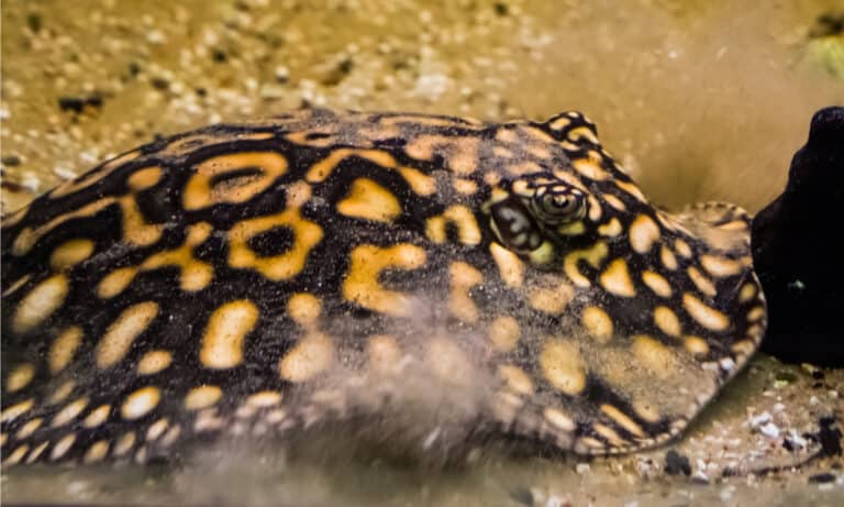 Polka Dot Stingray digging in the sand to camouflage and hide away, They hunt for food at night and bury themselves in the river bottom by day.