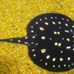 Blue-spotted stingray