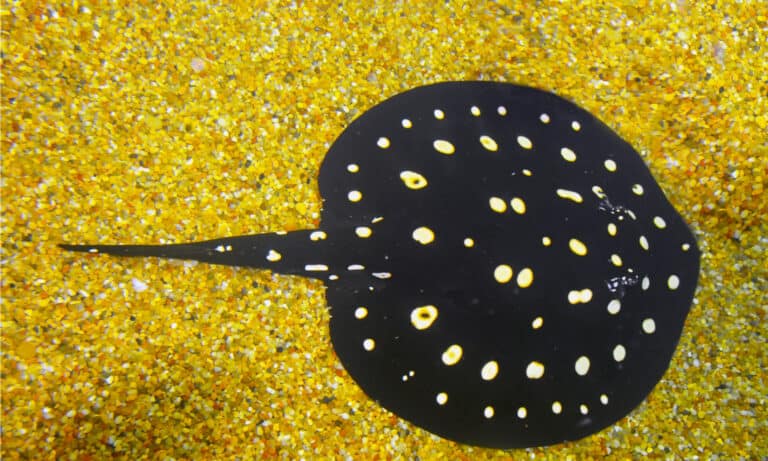 Polka Dot Stingrays have uniformly black scales, although the underbelly is usually a lighter brown.