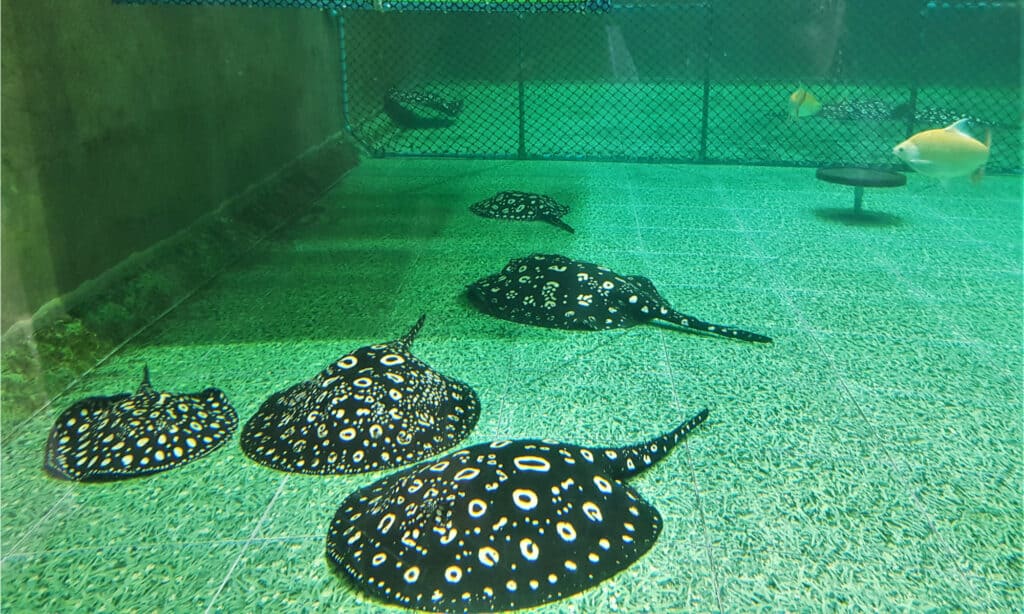 Polka Dot stingray swimming on the bottom of a pond. They are popular pets in freshwater aquariums.
