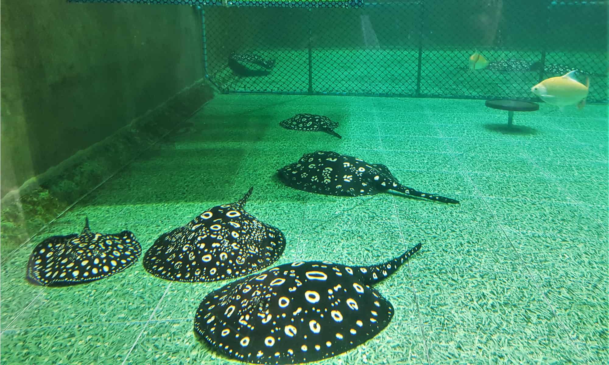 freshwater aquarium stingray