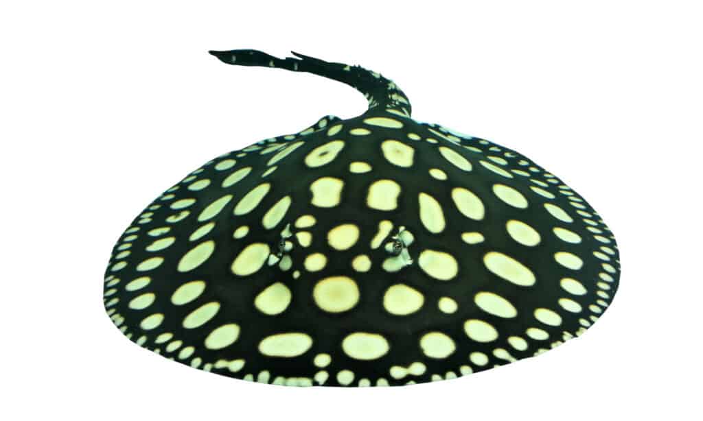Polka Dot Stingray isolated on white background.