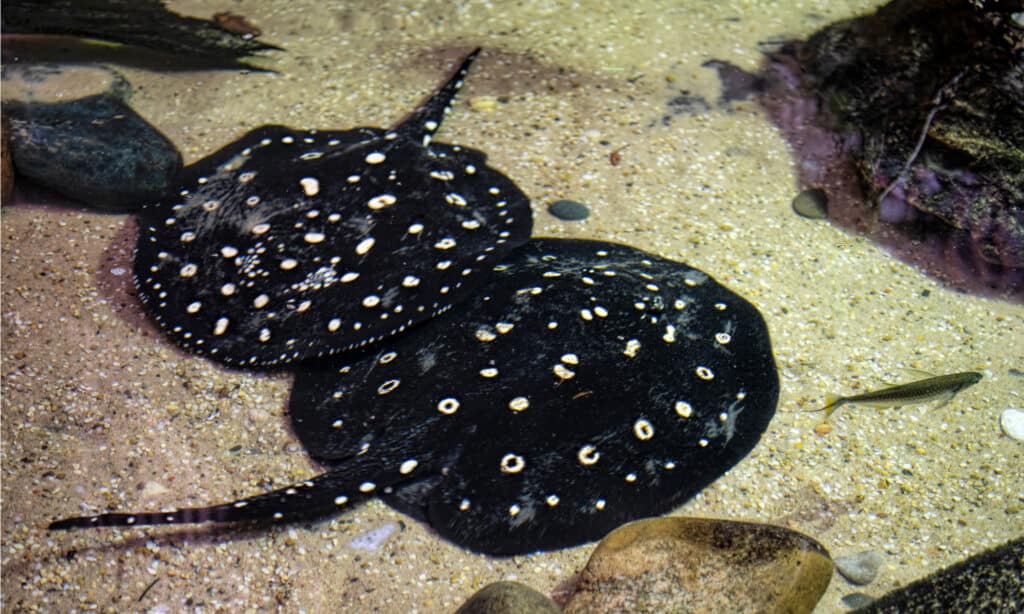 A pair of black and white Polka Dot Stingrays on the sea floor. They can reach lengths of 30 inches and a diameter of 18 inches.