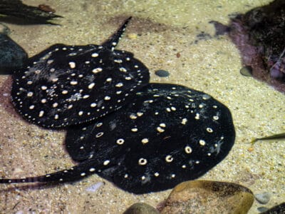 A Xingu River Ray