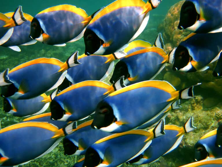 A school of powder-blue surgeonfish