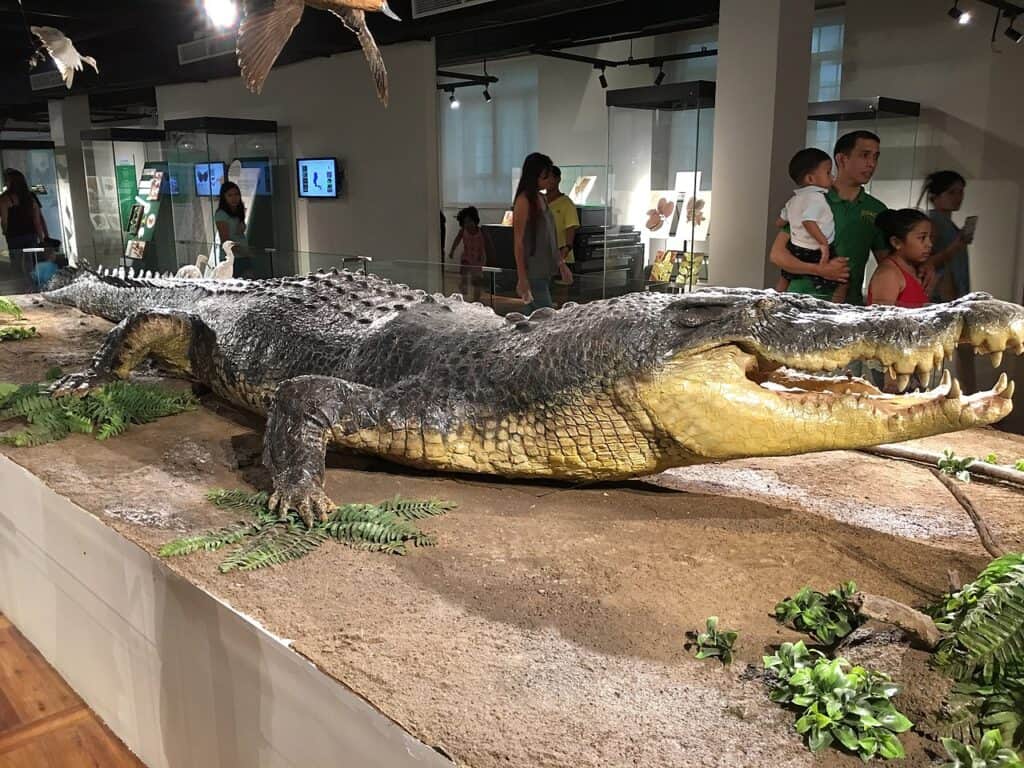 This saltwater crocodile weighed 2,370 pounds and must have eaten a few sharks throughout its life! 