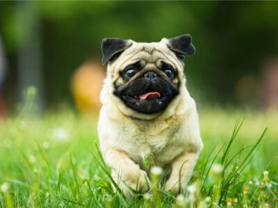 A National Pug Day 2023: Date, Origin, and Ways to Celebrate