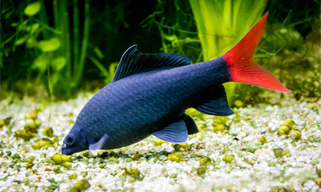 A black rainbow shark with a red tail eats from the bottom of the aquarium