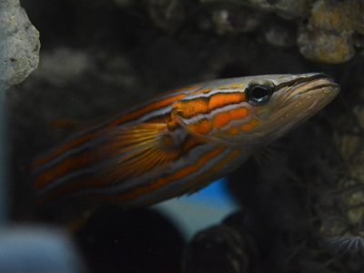 A Australian Flathead Perch