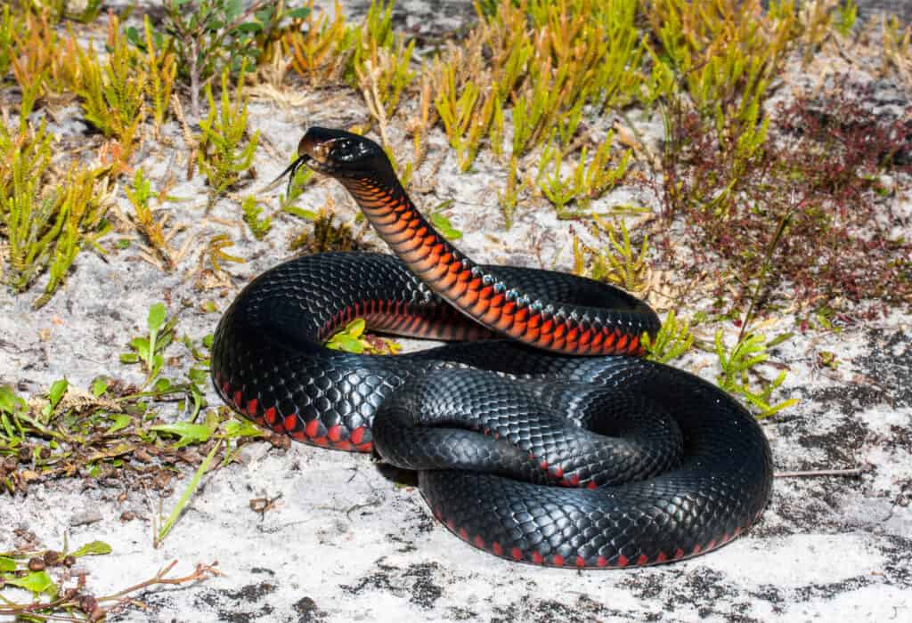 A coiled Red-Bellied Black Snake flicks its tongue